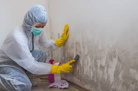 Environmental Consulting for Mold Prevention in Hoxie, KS